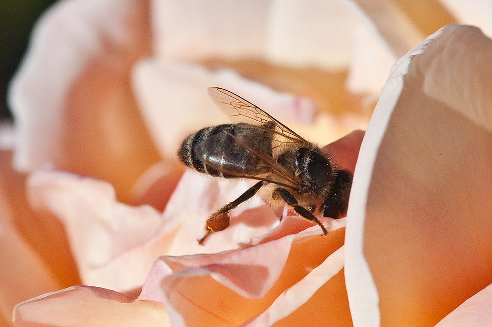 yellow and black bumblebee HD wallpaper